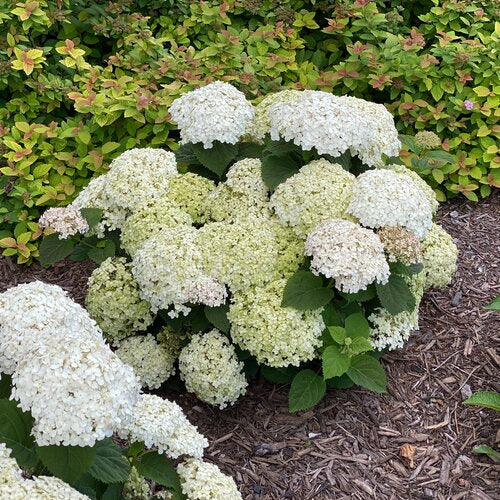 Invincibelle Wee White Hydrangea flower