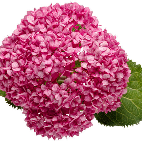 Invincibelle Mini Mauvette Hydrangea flower