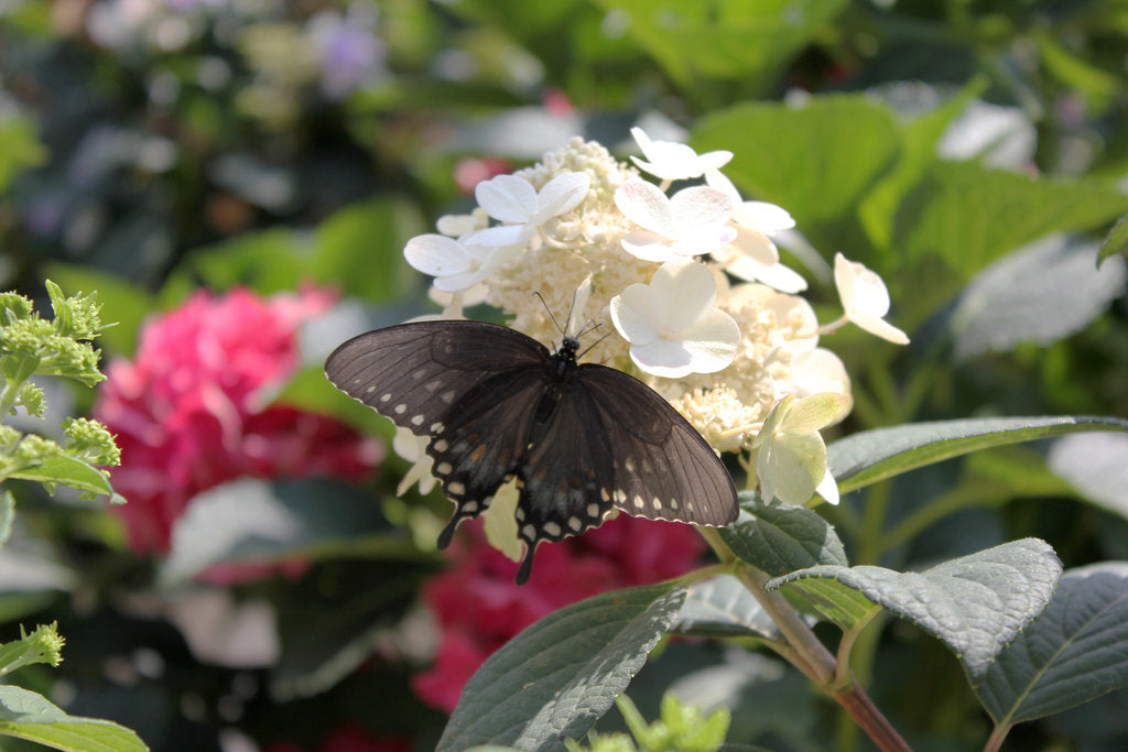 Little Quick Fire Hydrangea