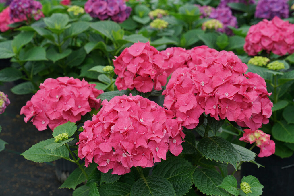 Let's Dance Big Band® Hydrangea