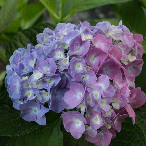 Let's Dance Blue Jangles