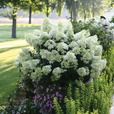 Bobo Hydrangea flower