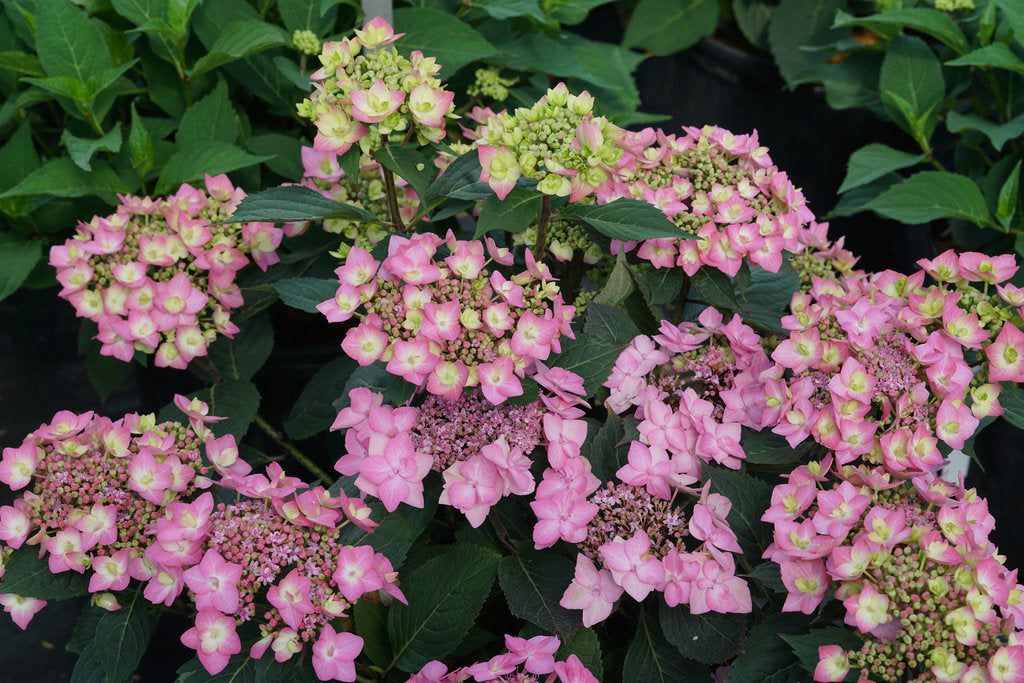 Let's Dance Can Do!® Hydrangea
