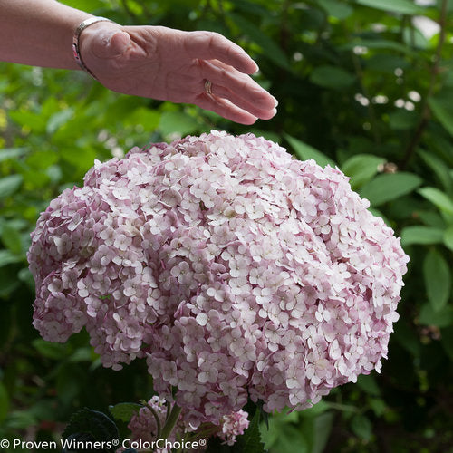 Incrediball Blush Smooth Hydrangea habit
