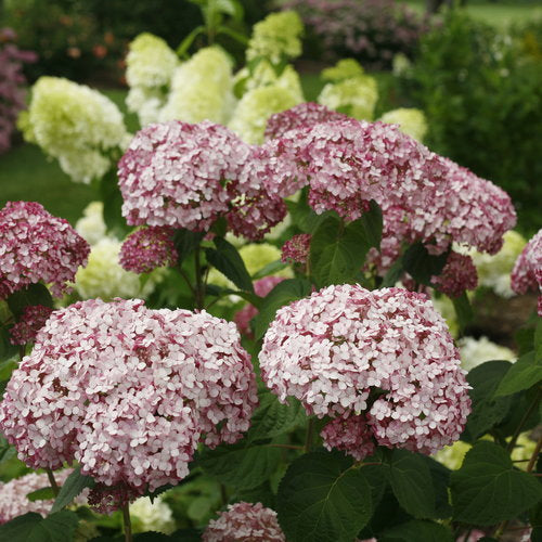 Incrediball Blush Smooth Hydrangea