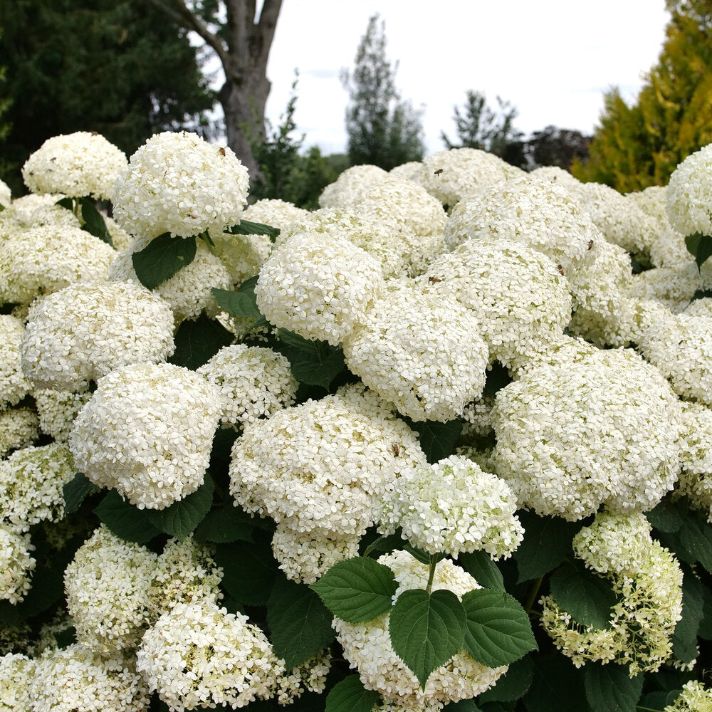 Incrediball Storm Proof Smooth Hydrangea