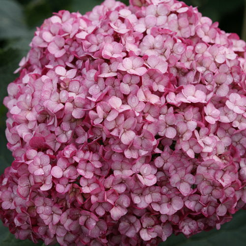 Invincibelle Mini Mauvette Hydrangea