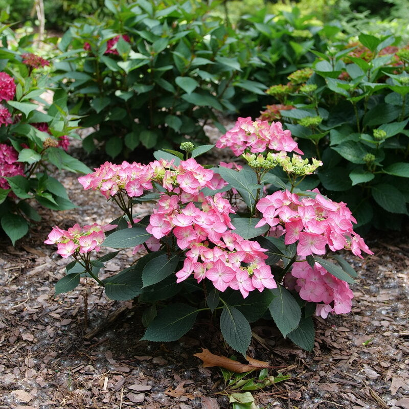 Let's Dance Hot Stepper® Hydrangea