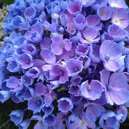 Let's Dance Rhythmic Blue Hydrangea flower