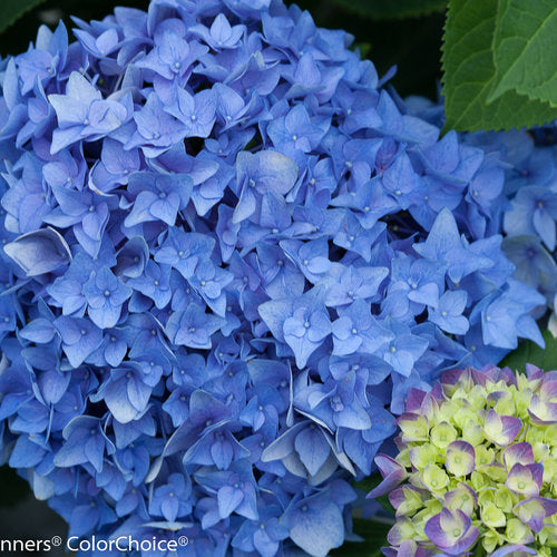 Let's Dance Rhythmic Blue Hydrangea