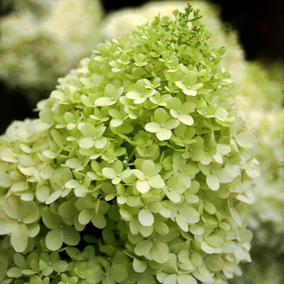 Limelight Hydrangea