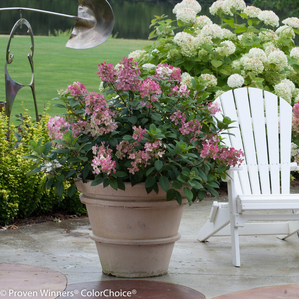 Little Quick Fire Hydrangea