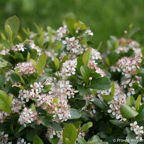 Low Scape Mound Aronia