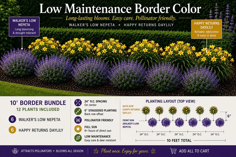Low-Maintenance Border Color