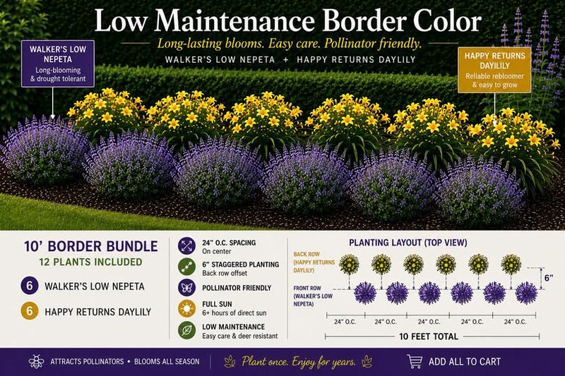Low-Maintenance Border Color