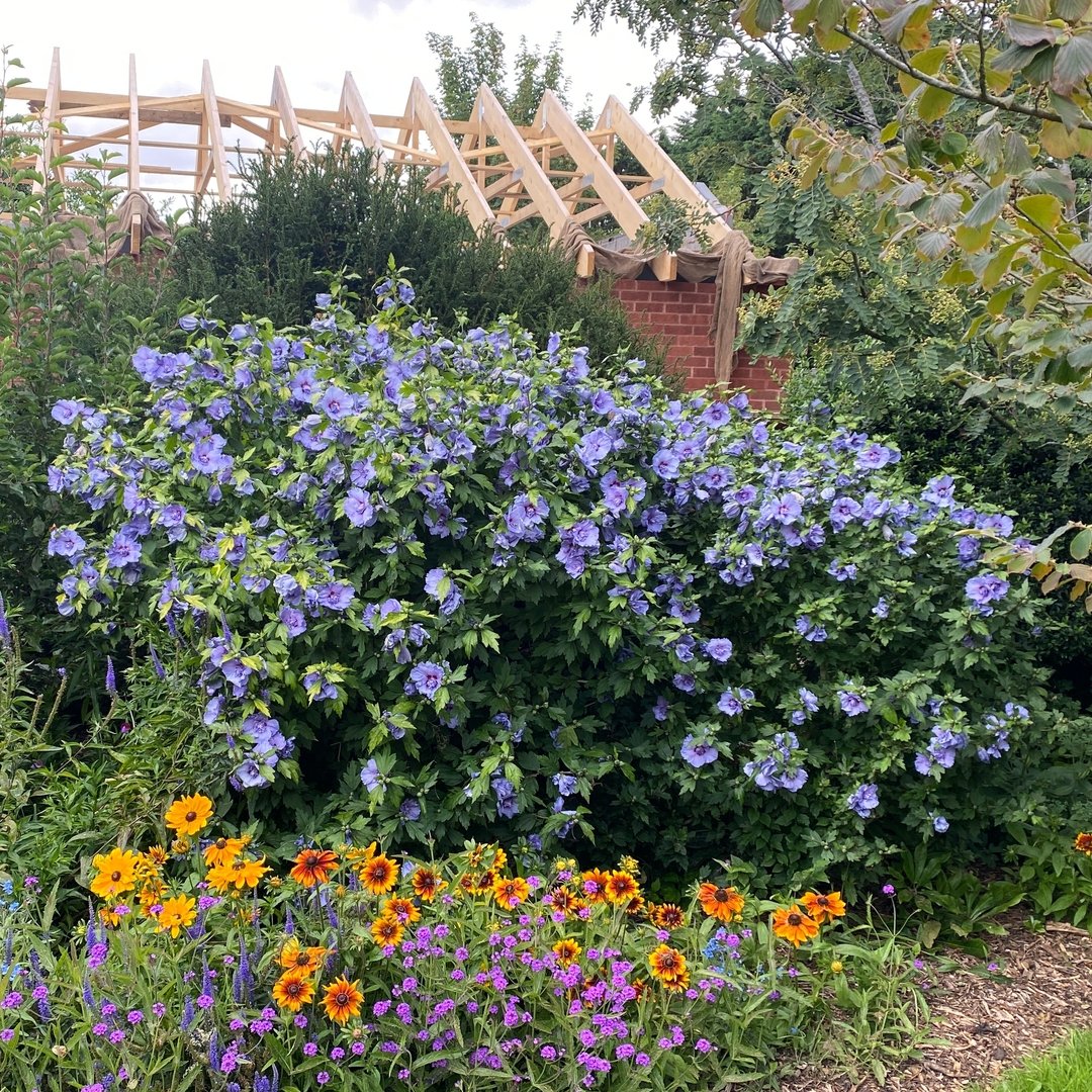 Mature Blue Chiffon Rose of Sharon