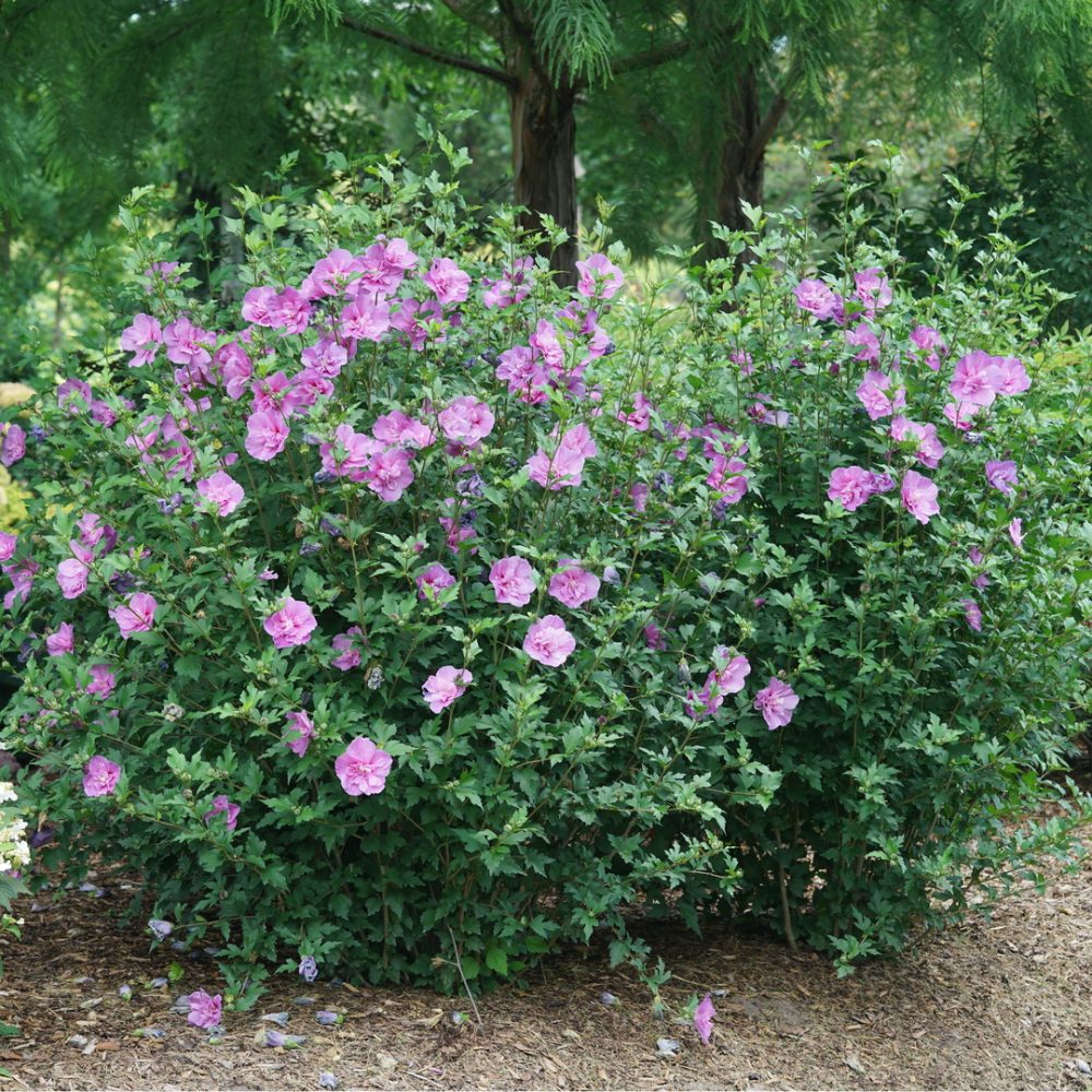 Mature Dark Lavender Chiffon Rose of Sharon