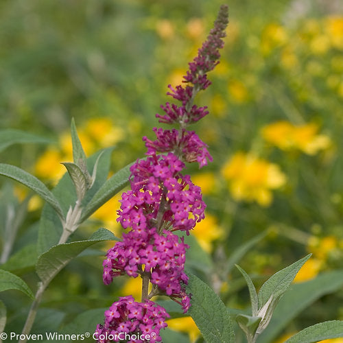 Miss Ruby Butterfly Bush