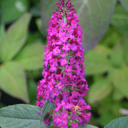 Miss Ruby Butterfly Bush