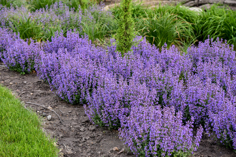 Cat's Pajamas catmint in bloom with deep violet-blue flower spikes