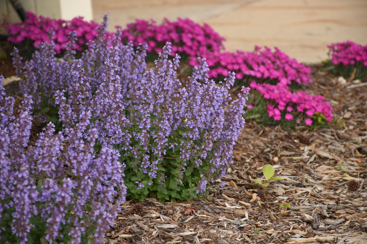 Cat's Pajamas catmint mounded habit in the landscape