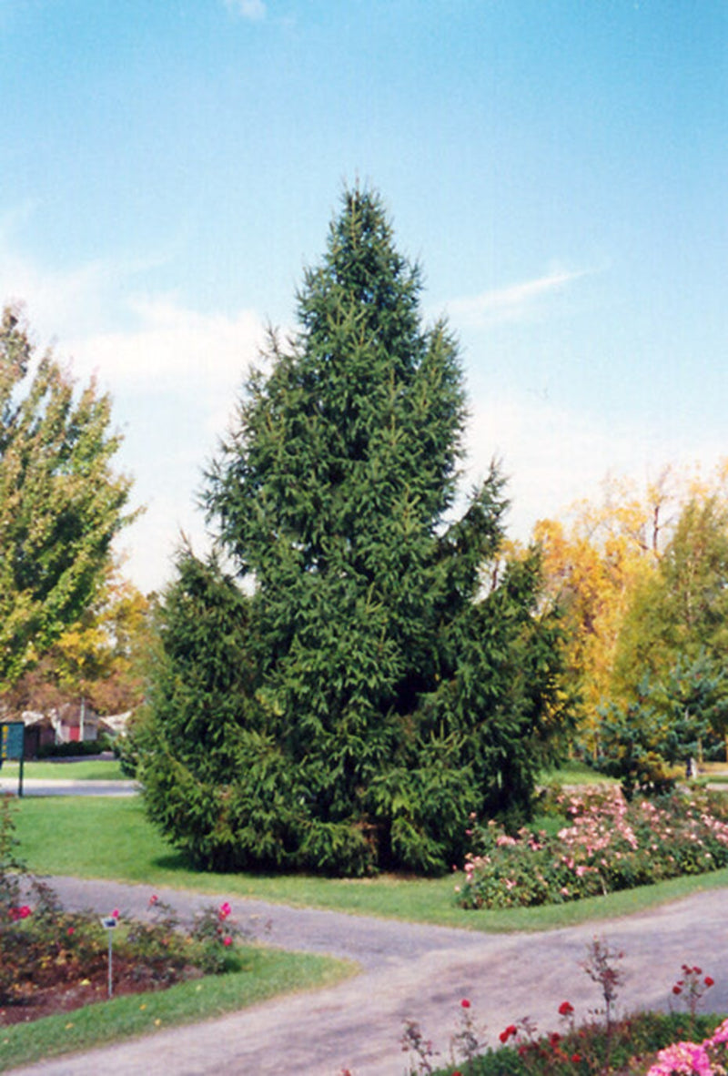 Norway Spruce, large dark green conifer with pendulous branchlets