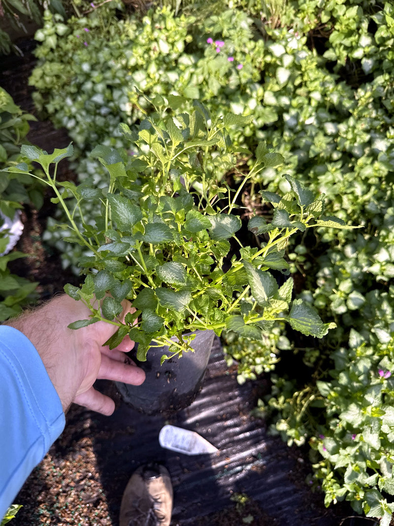 1 gallon Lamium purple dragon