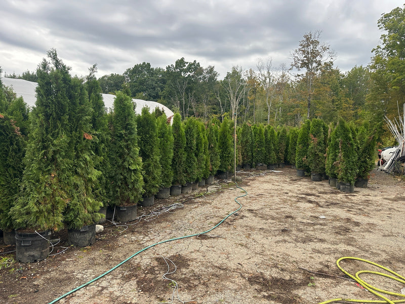 Park grade Emerald Green Arborvitae, 7-9 ft in #10 containers, on the lot in Newton NH