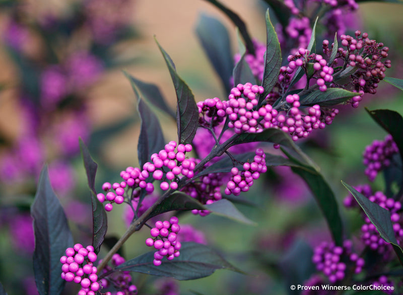 Pearl Glam beautyberry with purple foliage and violet berries