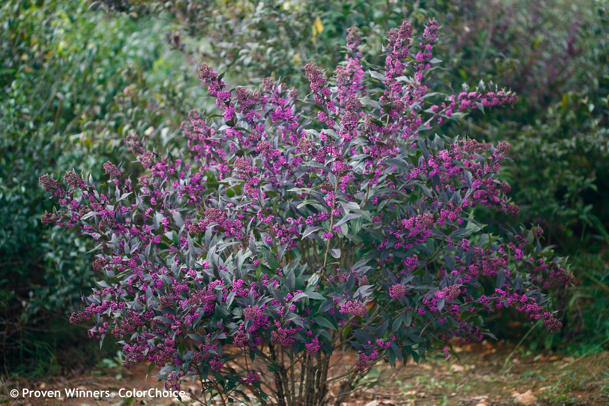 Pearl Glam beautyberry planted in a landscape border