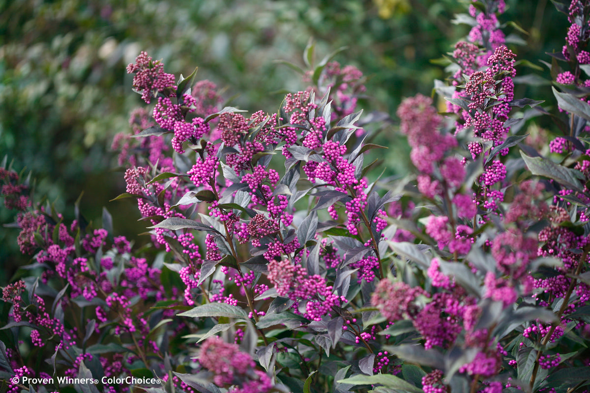 Pearl Glam beautyberry close-up of violet purple berry clusters