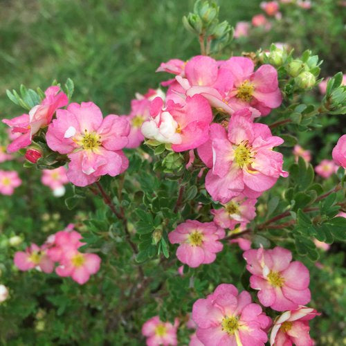 Happy Face Hearts Potentilla