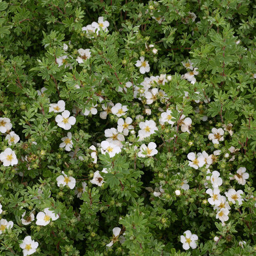 Happy Face White Potentilla