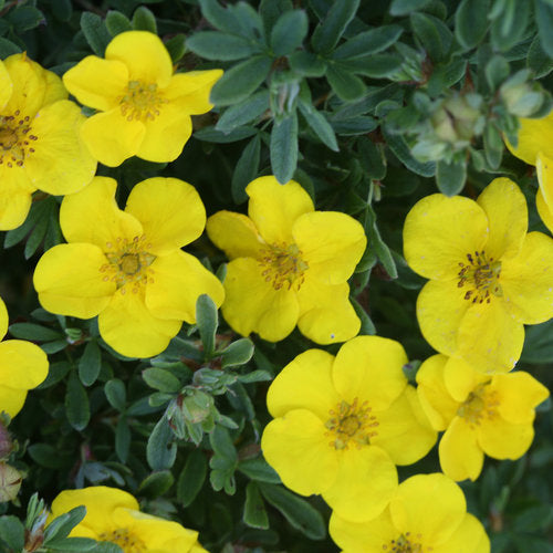 Happy Face Yellow Potentilla