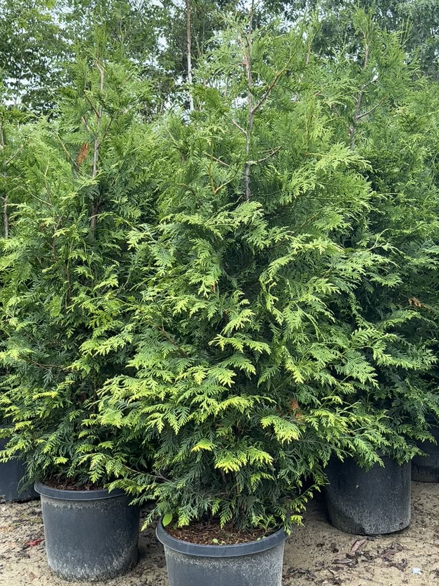 Green Giant Arborvitae for Sale in NH & MA | Privacy Trees – Pro