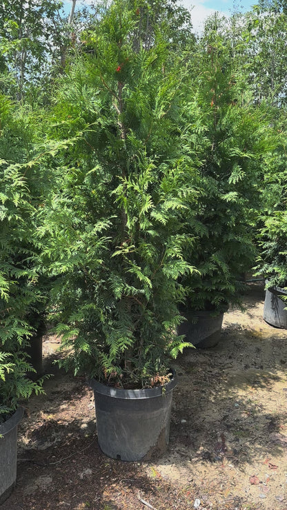 Green Giant Arborvitae -  ⭐ Best Seller