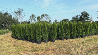 Emerald Green Arborvitae - ⭐ Best Seller