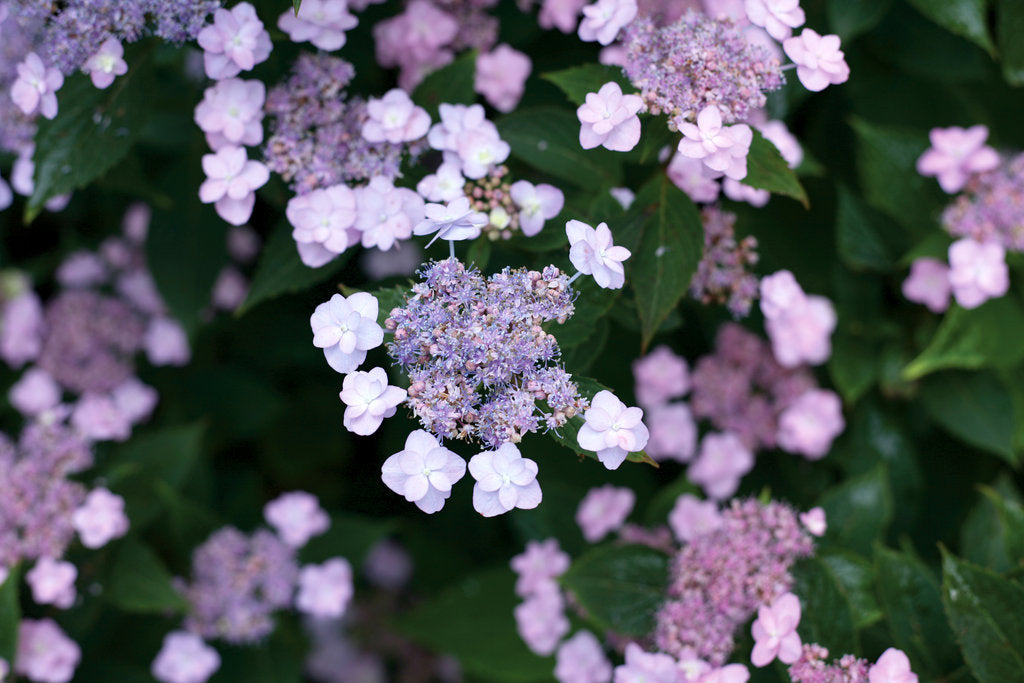 Tiny Tuff Stuff Mountain Hydrangea