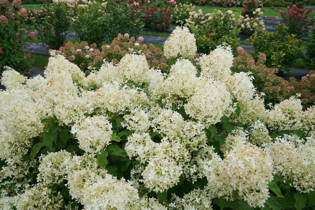 Puffer Fish Hydrangea