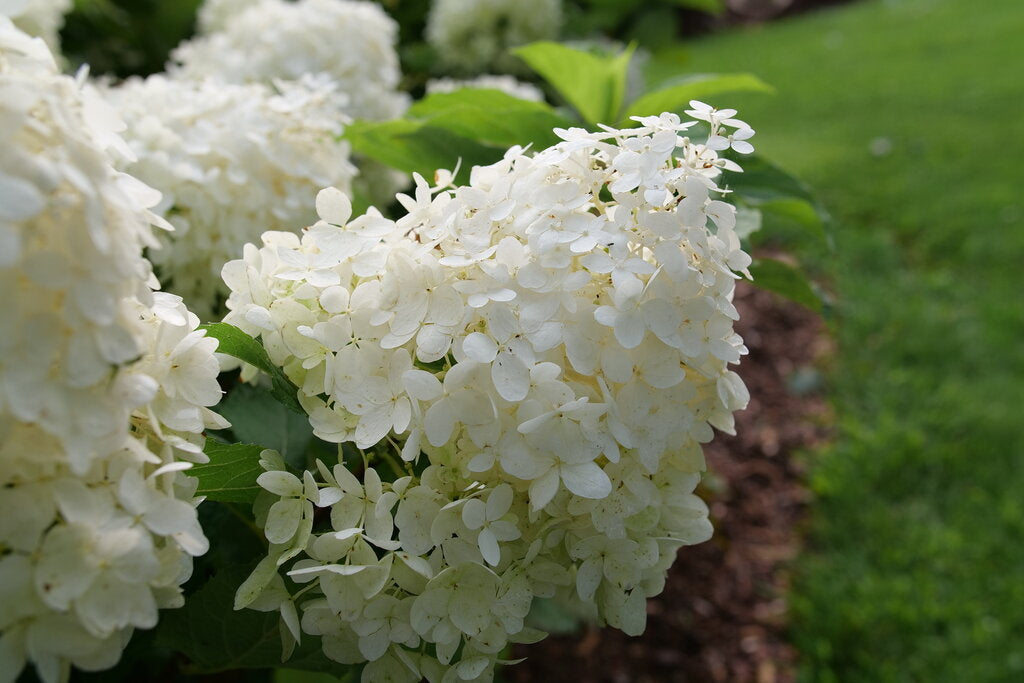 Puffer Fish Hydrangea
