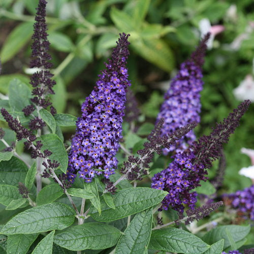 Pugster Blue Butterfly Bush