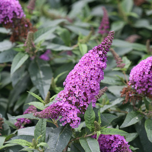 Pugster Periwinkle Butterfly Bush
