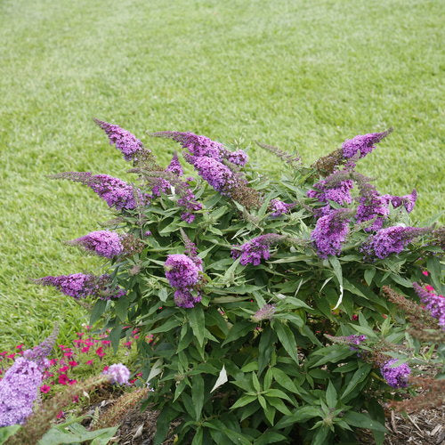 Pugster Periwinkle Butterfly Bush