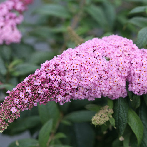 Pugster Pink Butterfly Bush