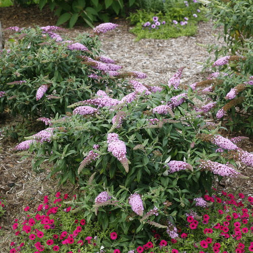 Pugster Pink Butterfly Bush