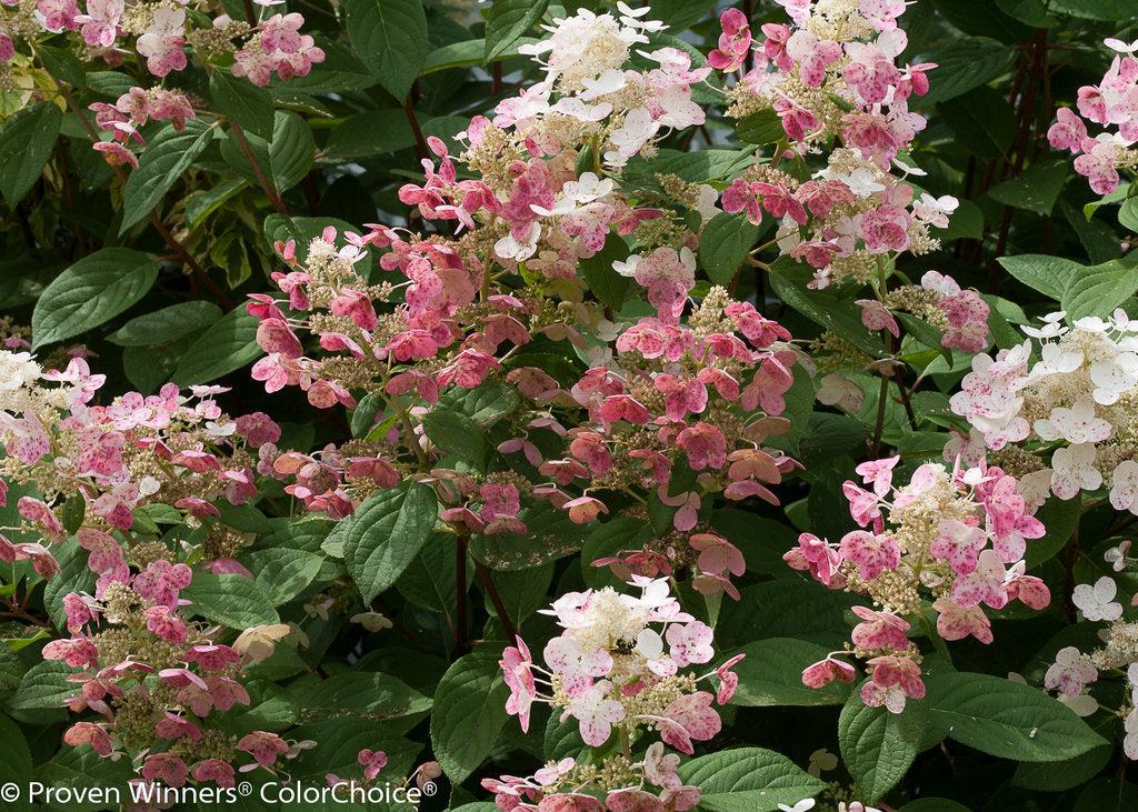 Quick Fire Hydrangea