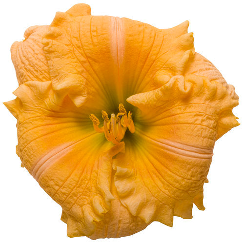Rainbow Rhythm Orange Smoothie Daylily