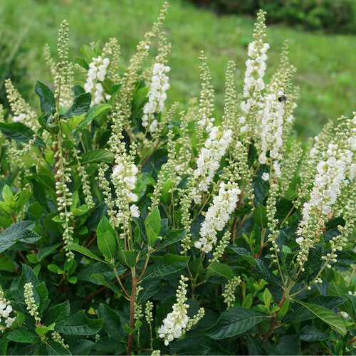 Ripple Effect Summersweet fragrant white summer blooms