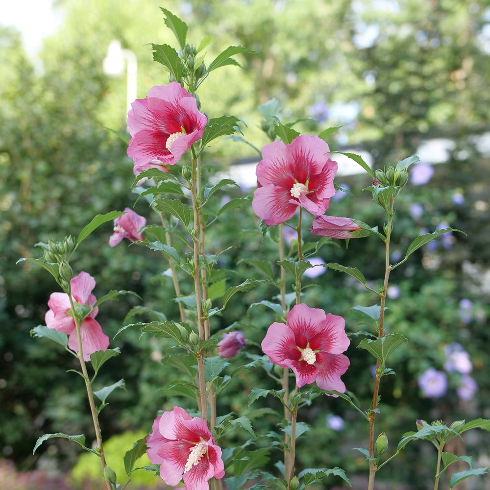 Red Pillar Rose of Sharon blooms