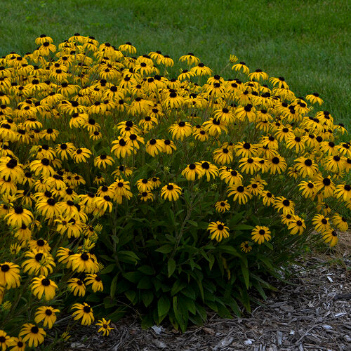 American Gold Rush Rudbeckia